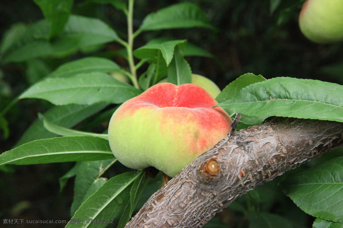 蟠桃 水果 美味 健康 好吃 新鲜 优质 精品 生物世界