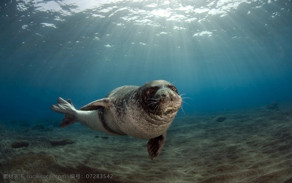 海狮 海底 深海 海洋 海洋动物 可爱动物 海洋生物 壁纸 蓝色 海水 自然景观 自然风光