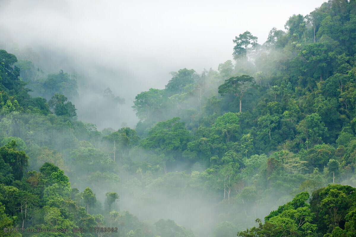 云雾 缭绕 森林 云雾缭绕 绿色 植物 风景 山水风景 风景图片