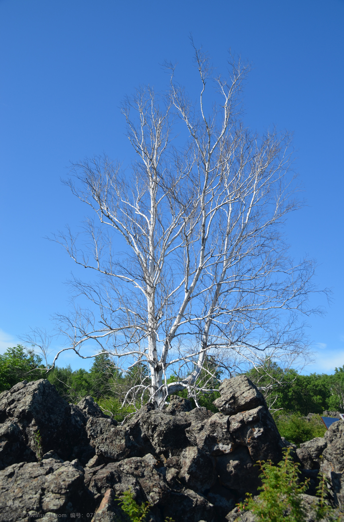 龙门 石 寨 白桦树 五大连池 龙门石寨 火山石 火山植物 绿色 蓝天 夏天 生机 旅游摄影 自然风景