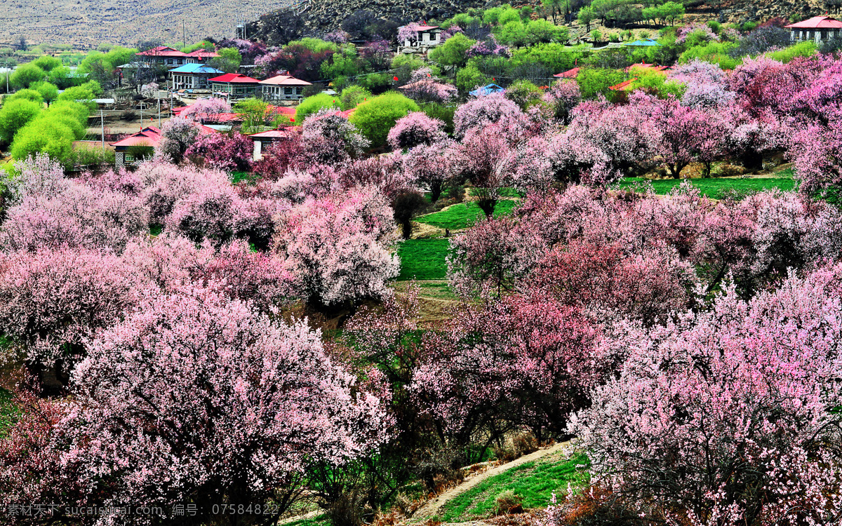 樱花山 洋红色 花海 花山风光 绿树红花 自然风景 旅游摄影