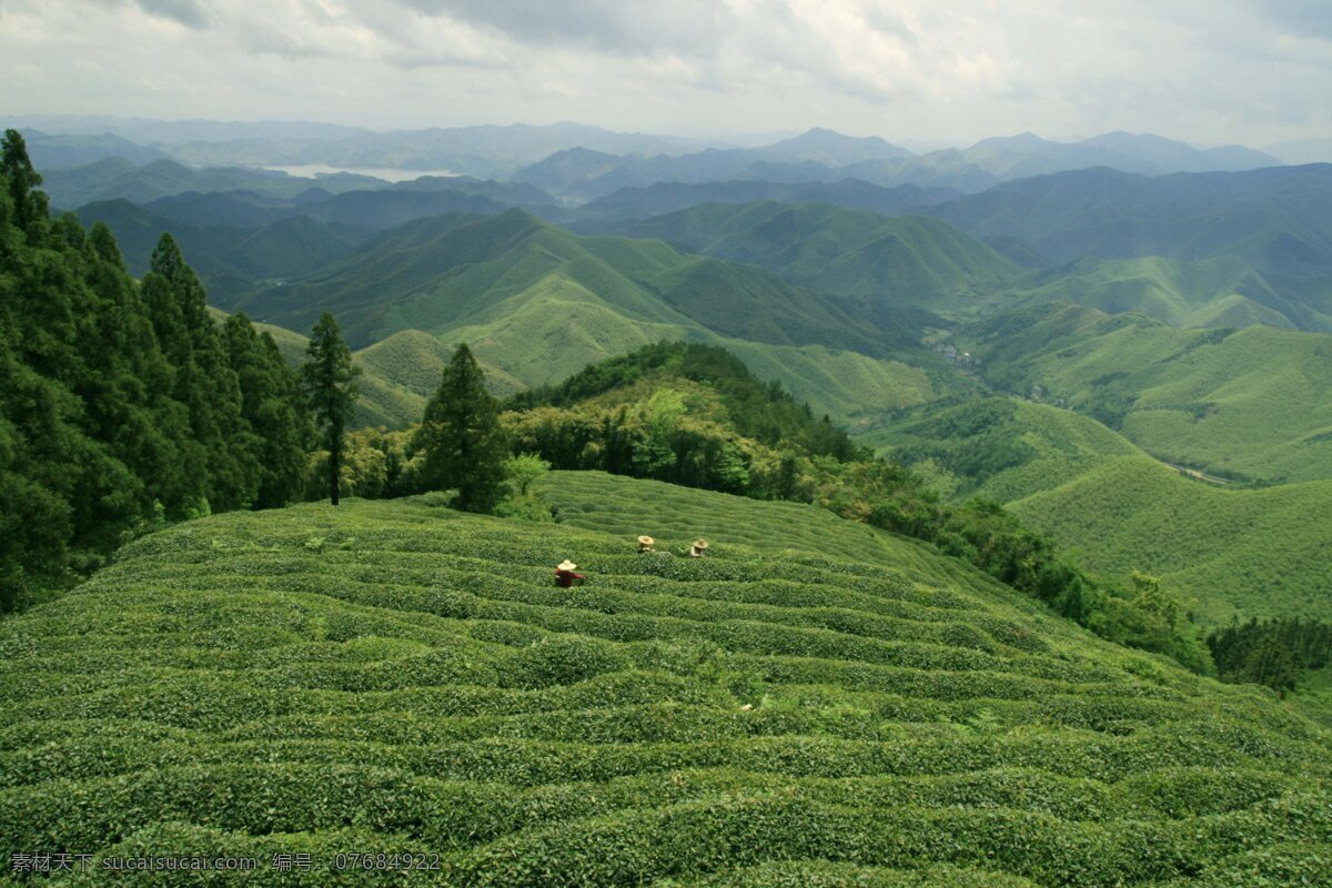 莫干山茶田 莫干山 郊游 旅游 茶田 山水 风景 山水风景