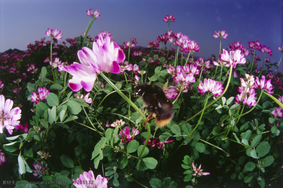 花海 里 采 蜜 蜜蜂 小蜜蜂 采蜜 美丽鲜花 花丛 花朵 动物世界 昆虫世界 花草树木 生态环境 生物世界 野外 自然界 自然生物 自然生态 高清图片 自然 植物 户外 黑色