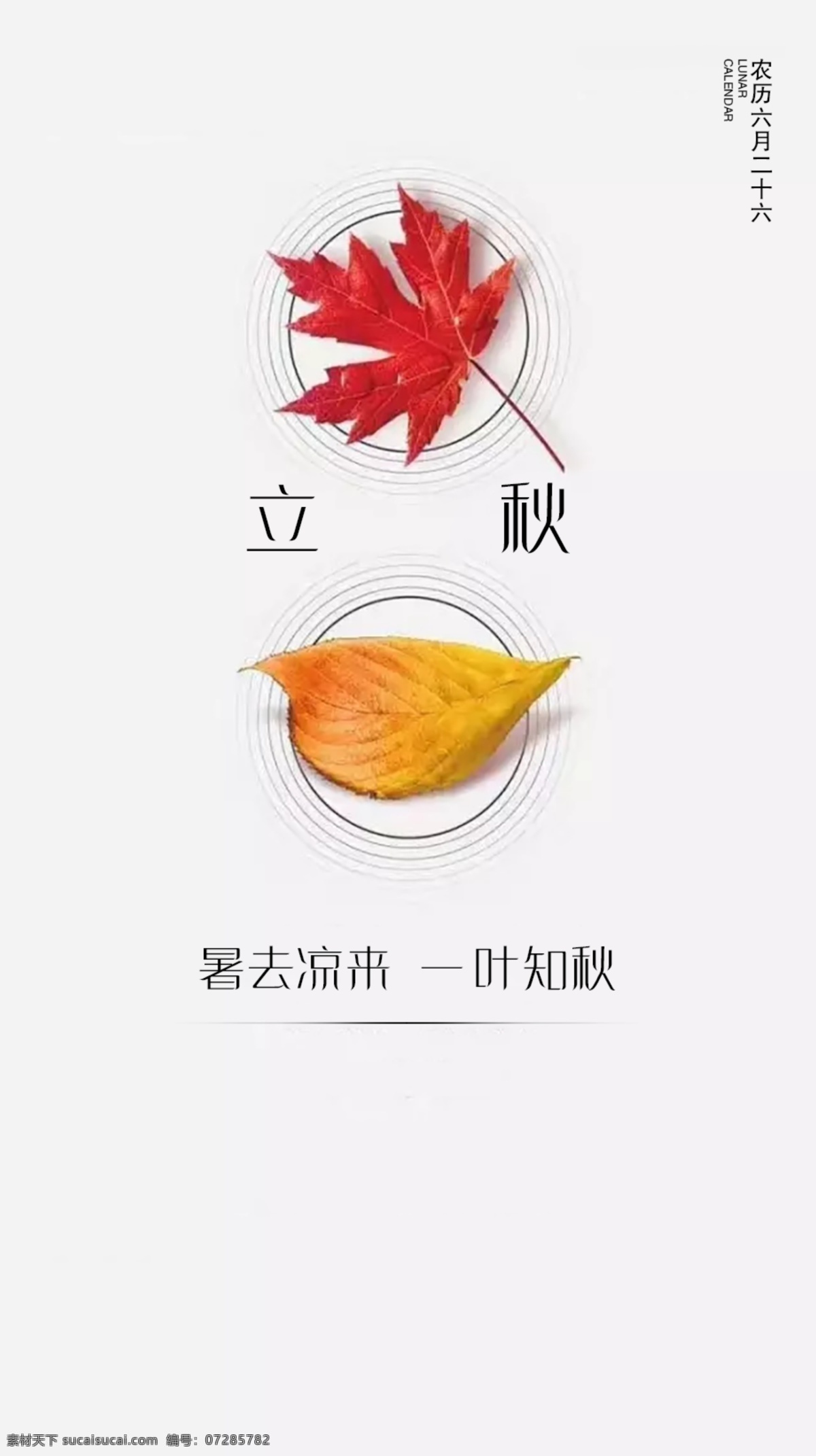 立秋 地产 枫叶 叶子 简约 大气 文化艺术 节日庆祝