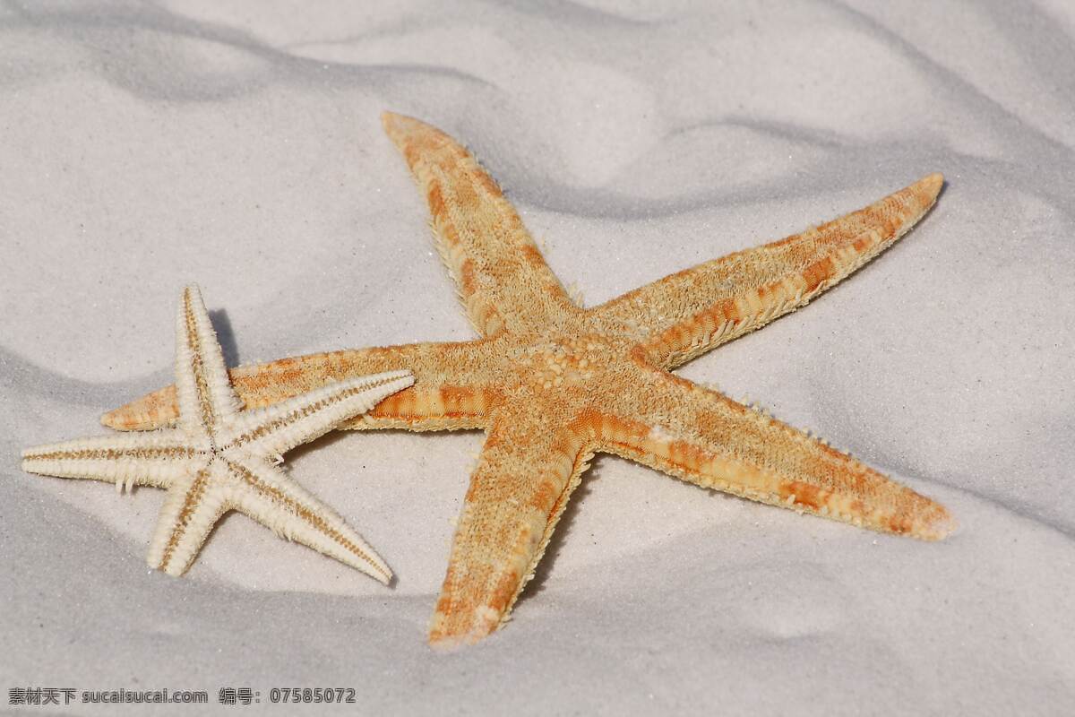 海洋 海洋生物 小海星 生物 沙滩
