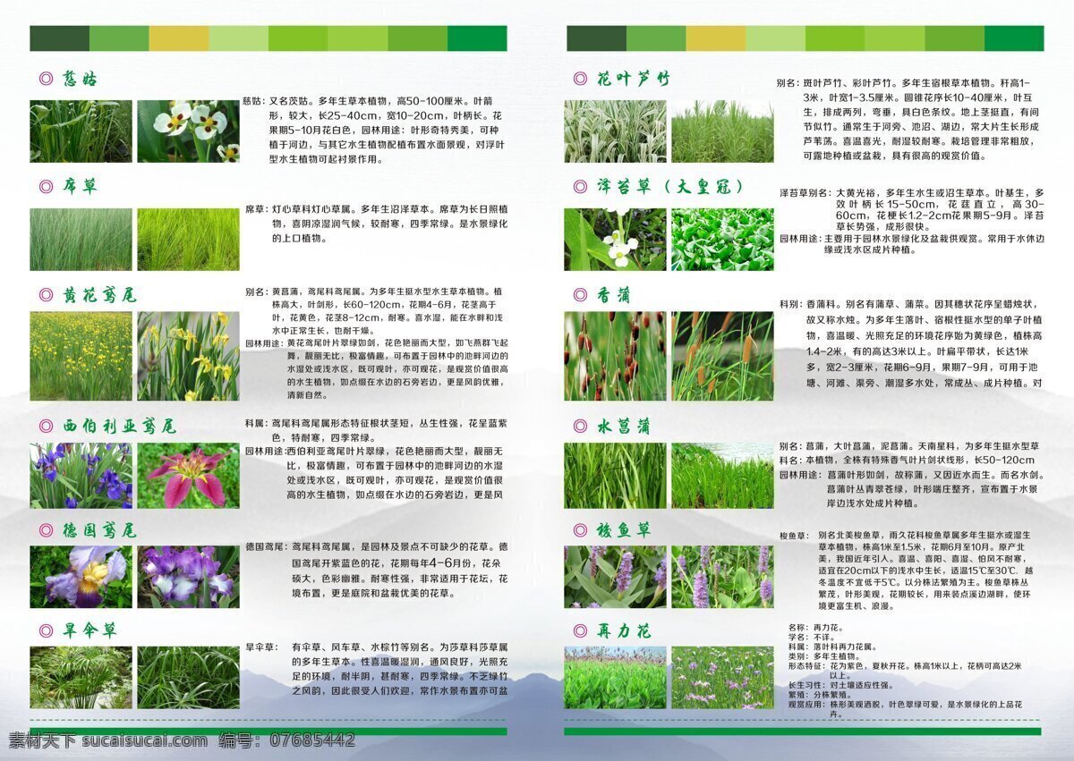 dm单 绿色植物 水生 花卉 矢量 模板下载 水生花卉 水生各种植物 画册花卉 荷花宣传单 矢量图 其他矢量图