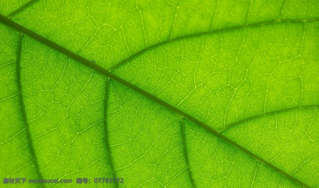 绿叶 绿色 绿 桔梗 健康 环保 茎叶 茎 大健康 自然 大自然 线条 生物世界 树木树叶