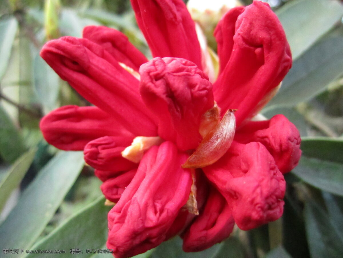 杜鹃花 百里 杜鹃 花 含苞 待放 生物世界 花草