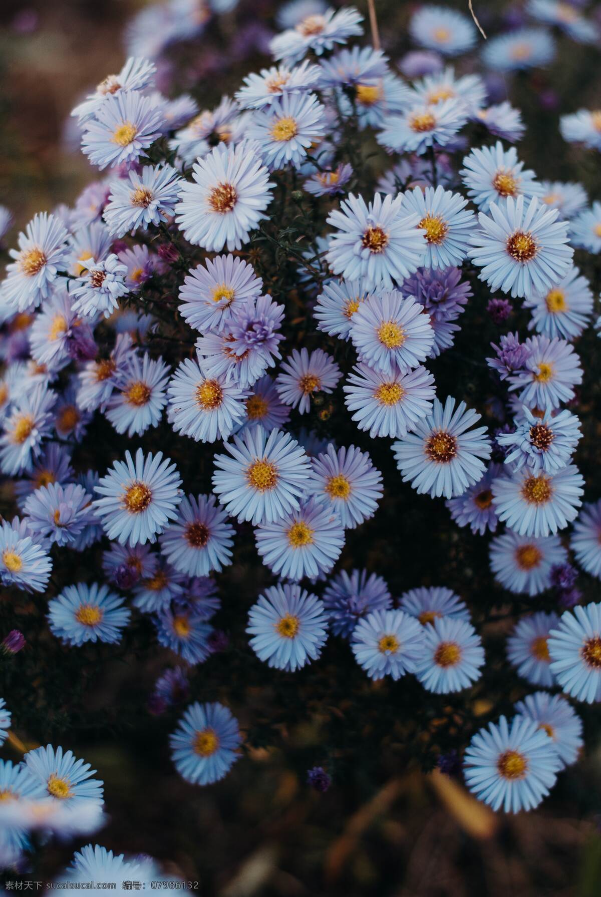 乌拉花 紫色花朵 美丽花瓣 漂亮花朵 花卉 花语 花艺 花瓣 生物世界 花草