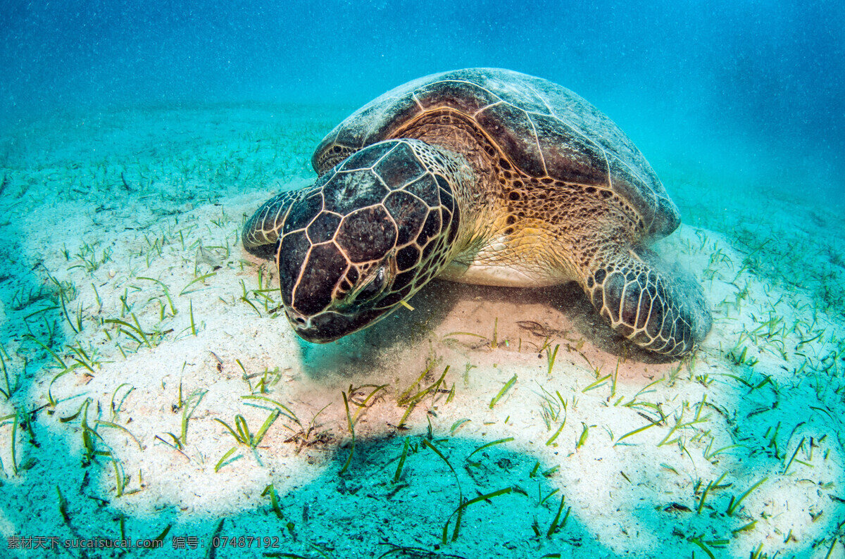 海龟 海 龟 乌龟 小乌龟 巴西龟 宠物龟 动物 生物世界 海洋生物