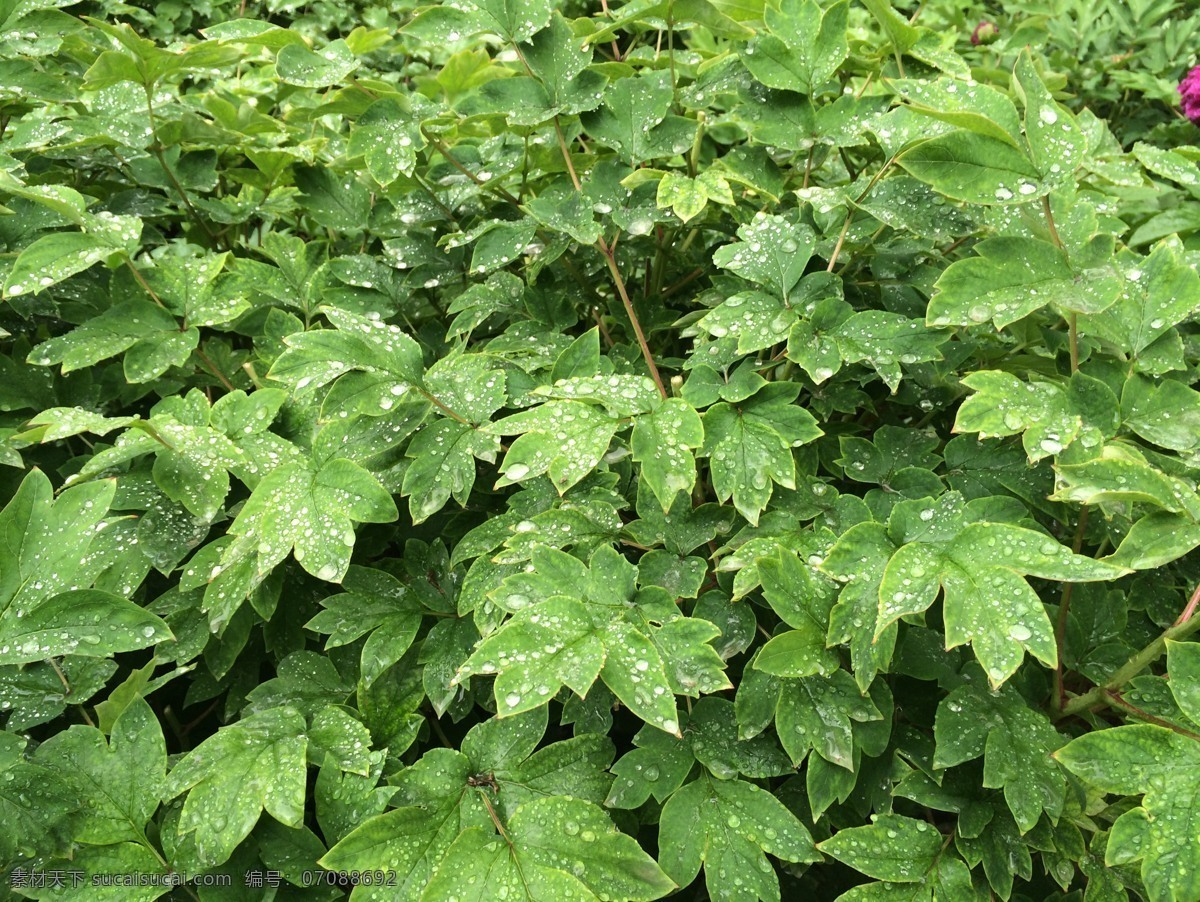 牡丹 雨 绿叶 植物 近景 特写 花草 生物世界 树木树叶