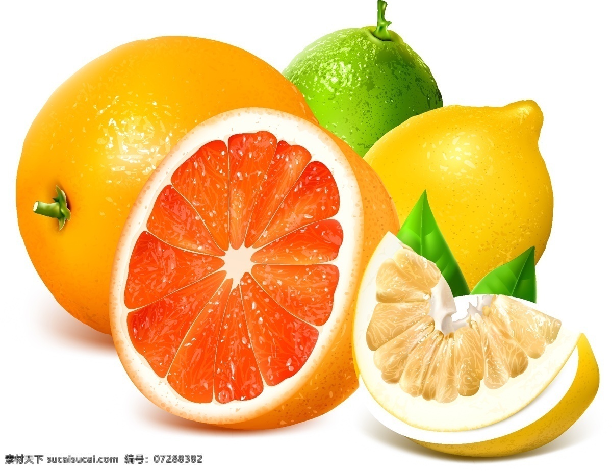 新鲜 西 柚 橙子 柠檬 矢量 水果 西柚 诱人 美味