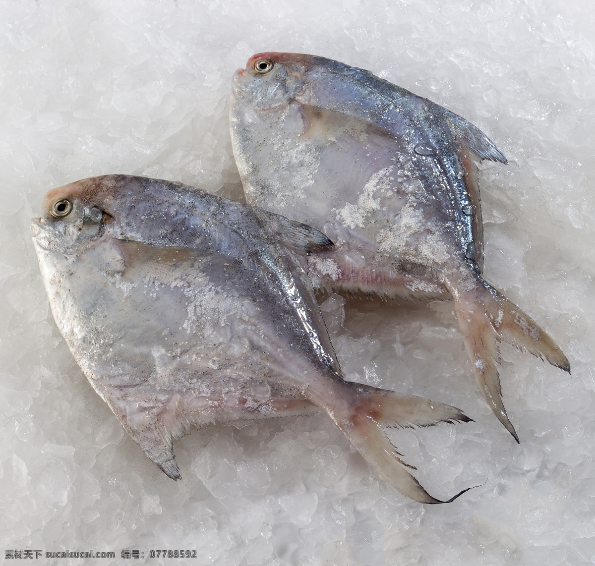 宁波海鲜 海鲜 鱼 银鲳鱼 海鱼 东海海鲜 冰鲜 盒马生鲜 生鲜 美食菜肴 生物世界 鱼类