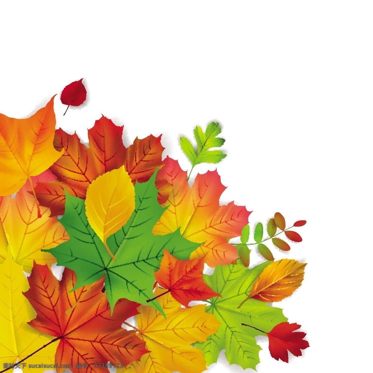 秋天 枫叶 花纹 边框 装饰 矢量 返校教育 叶子黄叶 落叶 卡通 树叶 背景 秋季 主题 生物 世界 白色