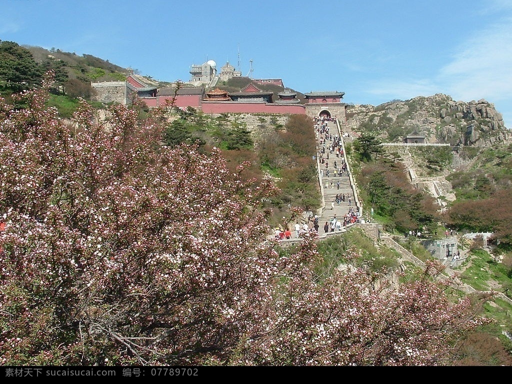泰山之春 海棠花 满山遍野 泰山 自然景观 山水风景 摄影图库
