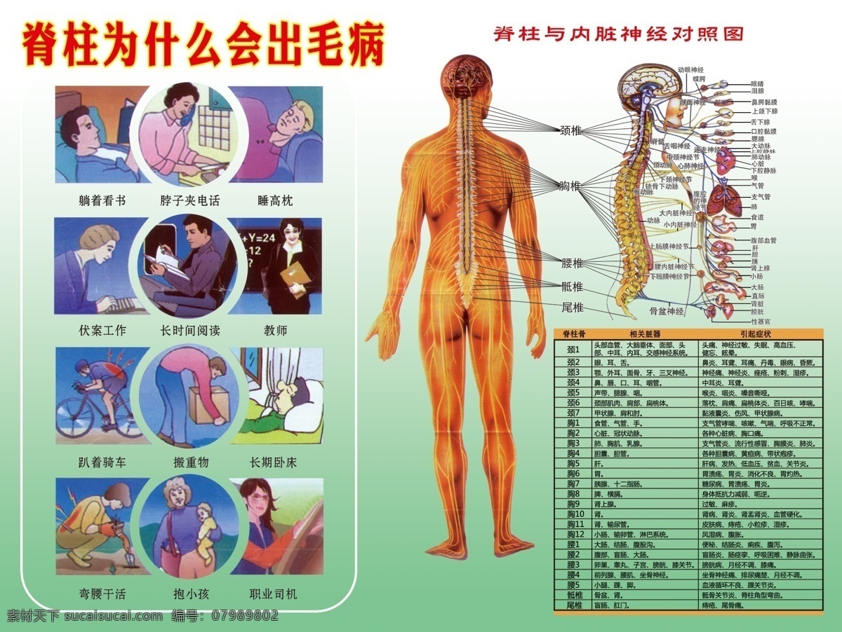 人体 穴位 图 psd素材 人体穴位图 脊柱 为什么 会 出毛病 内脏 神经 对照表 原创设计 原创海报