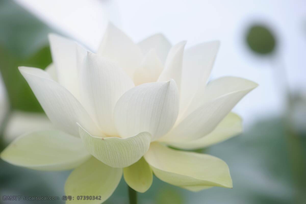 白莲花图片 白色 莲花 荷花 花瓣 纯洁 圣洁 干净 花卉 荷叶 生物世界 花草