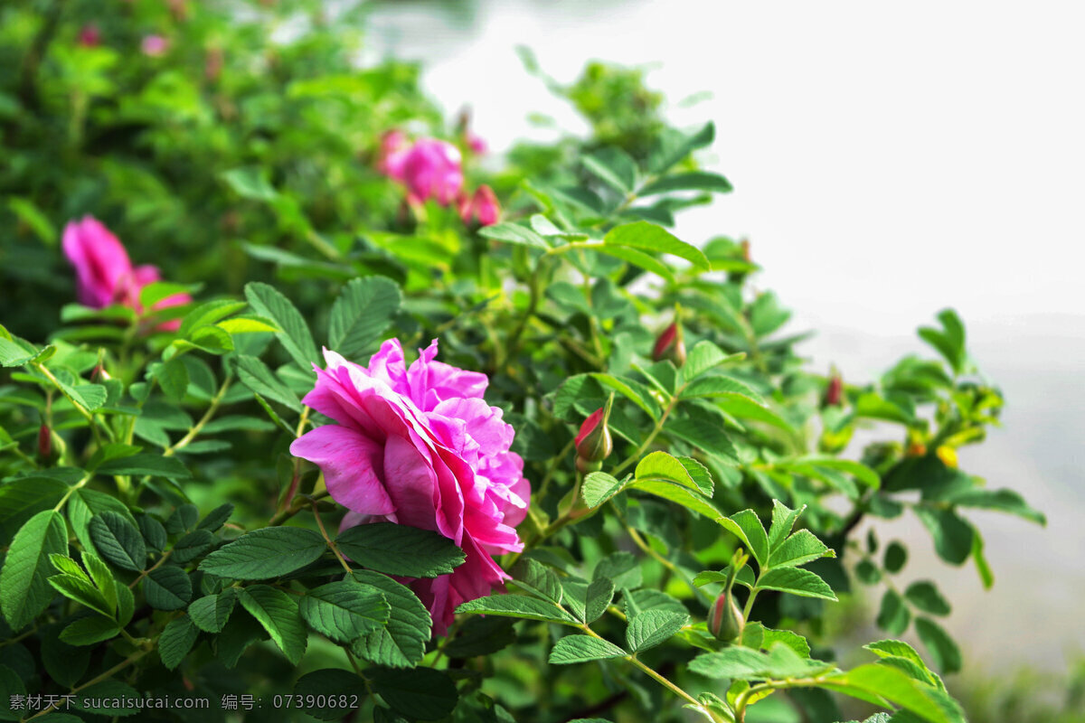 园林 花园 花圃 花海 花展 植物 花卉 绿叶 玫瑰花 生物世界 花草