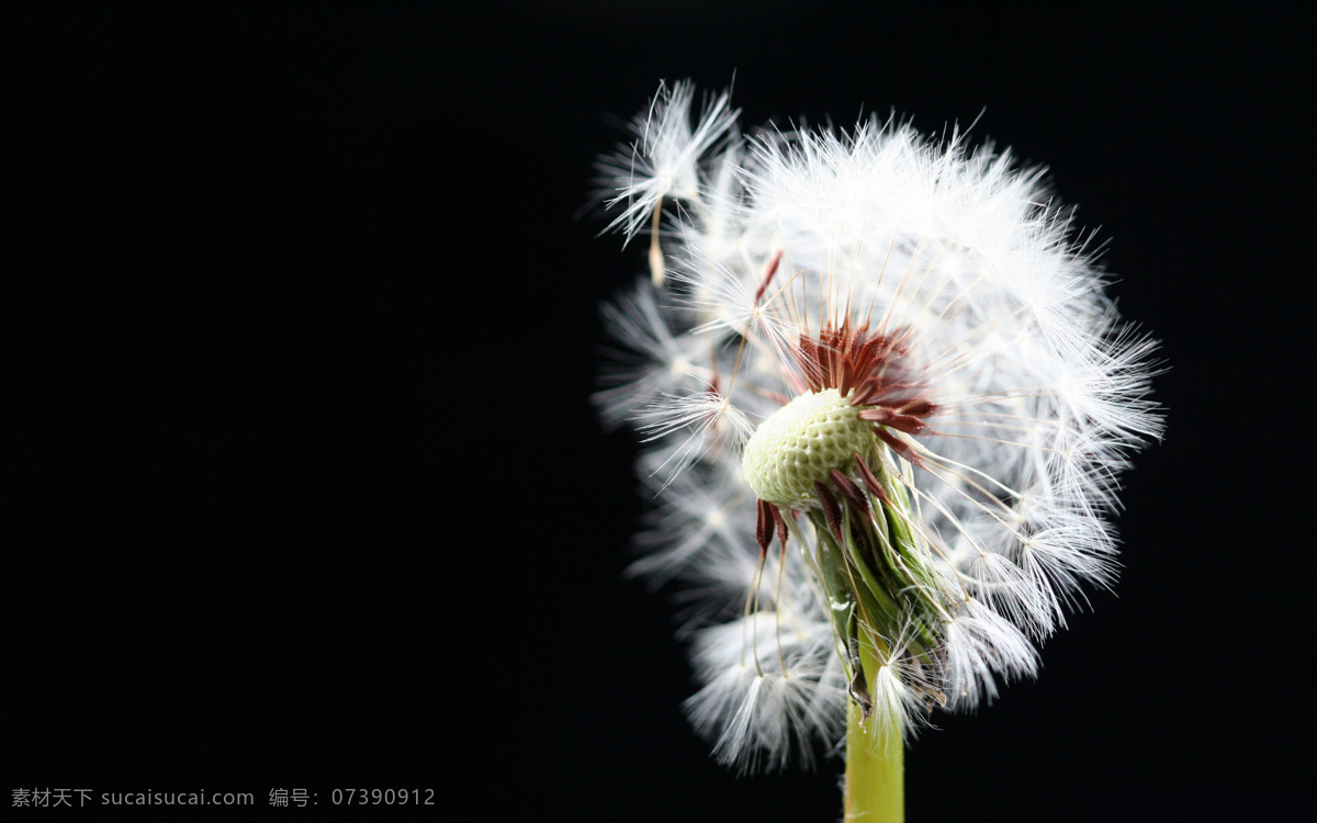 唯美 蒲公英 花草 高清 鲜花 花卉 花朵 白色
