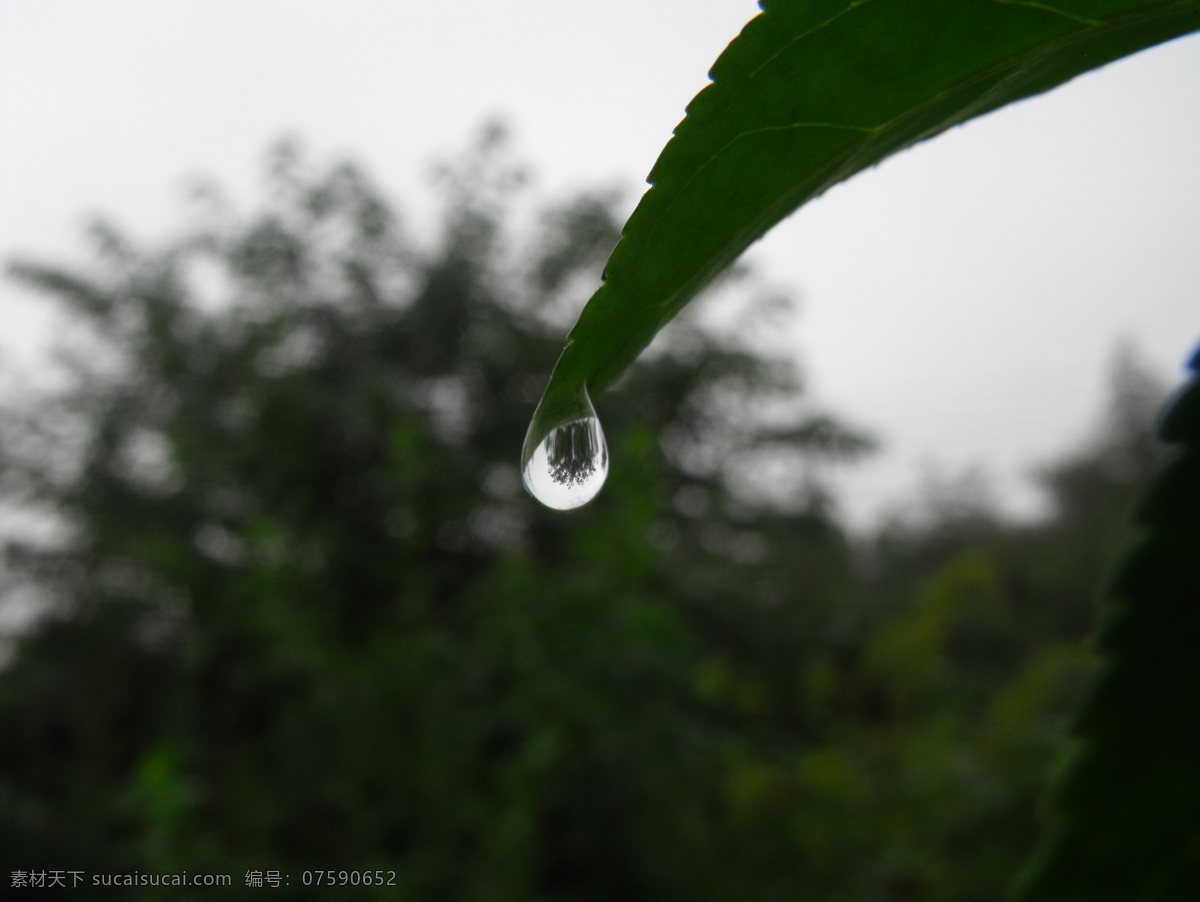 倒影 花草 绿叶 生物世界 树木 水滴 特写 滴水 晶 滴水之晶 叶尖水滴 水滴特写 树木倒影