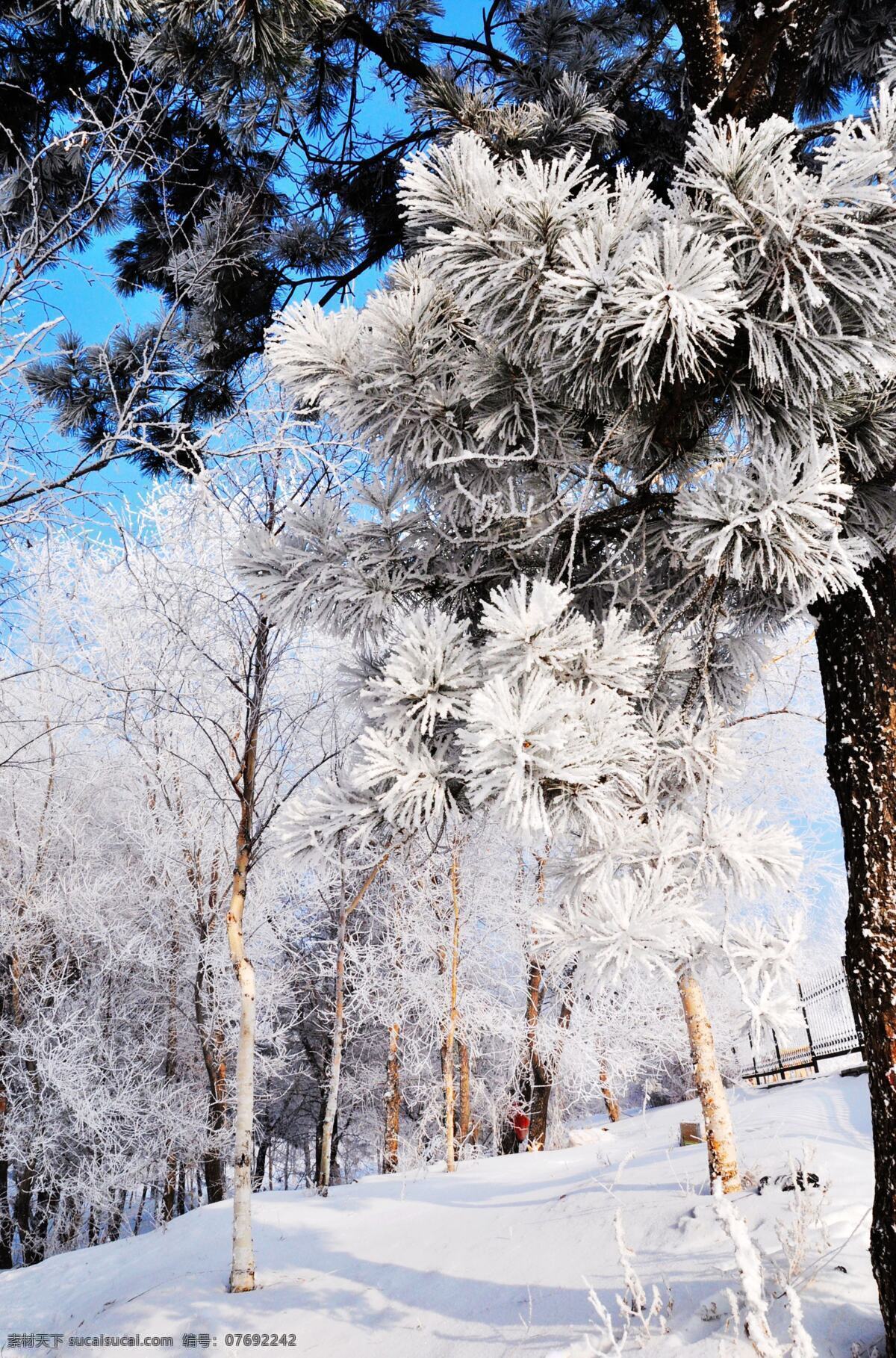 雪景 雪树 雾凇 树木树叶 生物世界