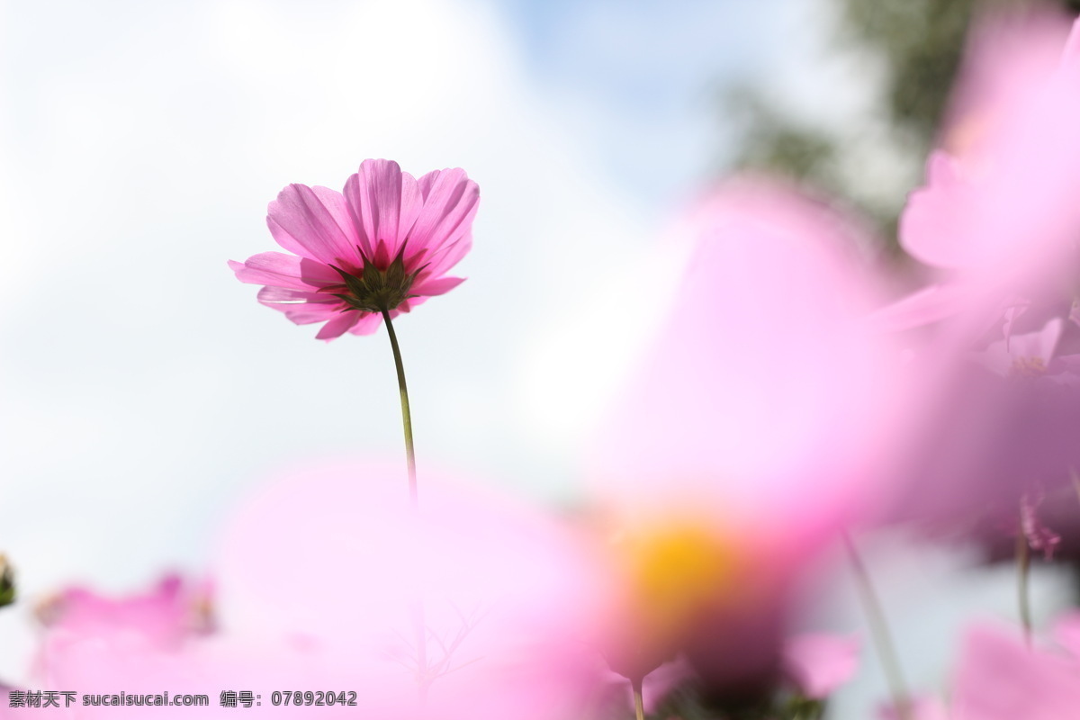 格桑花 国庆花 粉色 花朵 梦幻 花草 生物世界