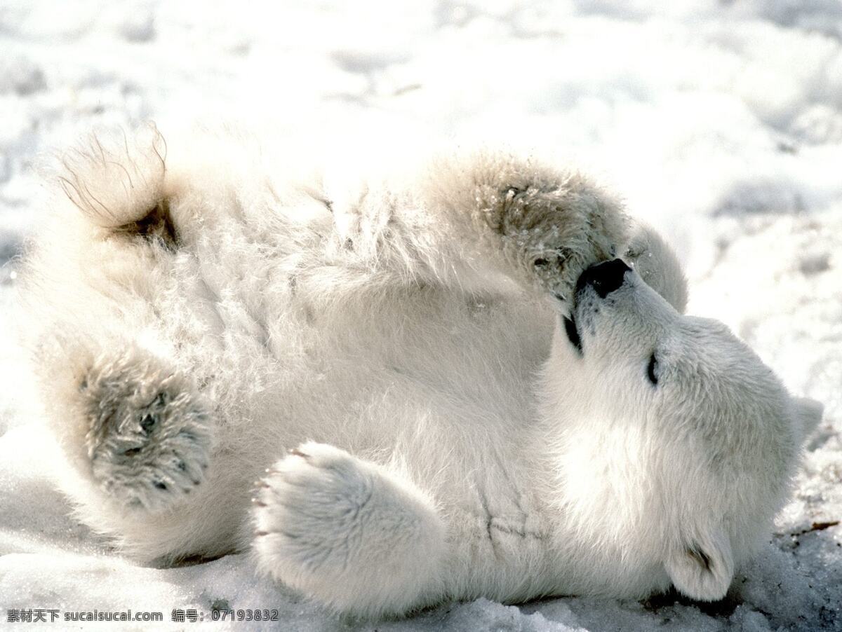 小北极熊 动物 生物 大自然 野生动物 生命 哺乳动物 北极 北冰洋 严寒 冰雪世界 环境 环保 自然界 脊椎动物 旅游 野生摄影 风景 野外 生物世界