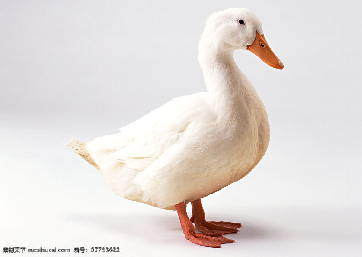 家禽免费下载 动物 家禽 小鸭 鸭子 生物世界