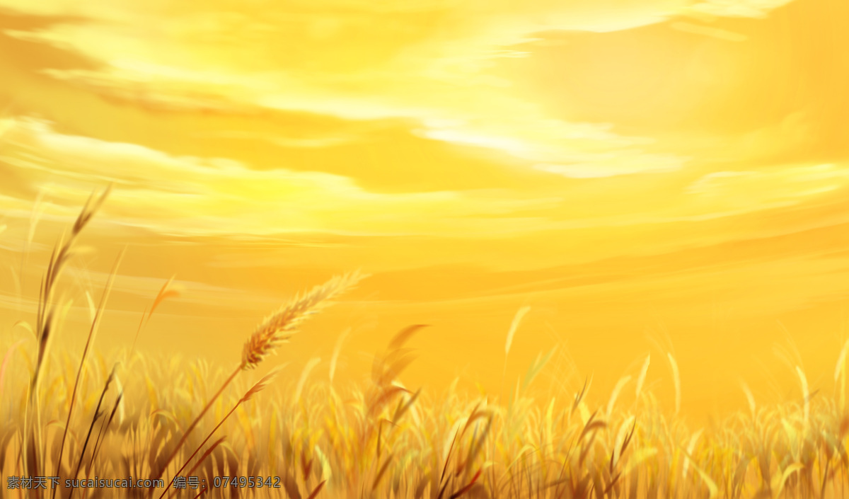 小麦 麦田 麦穗 麦地 丰收 金色的麦子 自然景观 田园风光