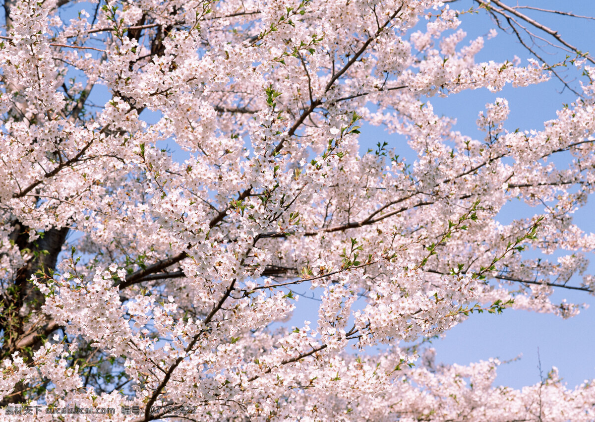 树 木 花 草 天 空 灰色