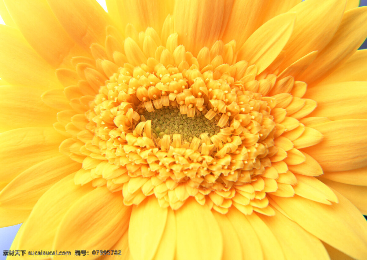 花朵 特写 高清图片素材 花瓣 花朵特写 花束 向日葵图片 高清花图片 生物世界