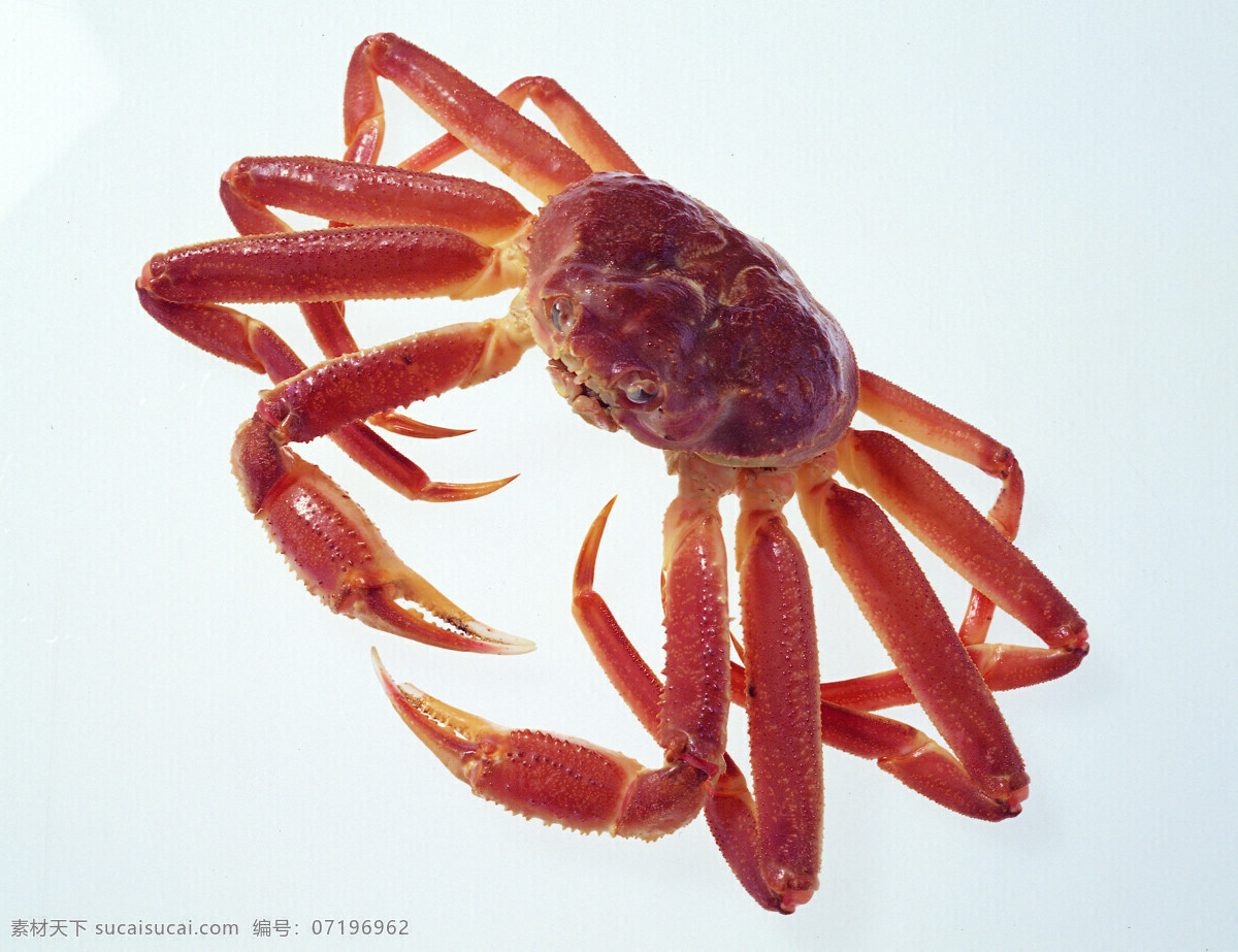 螃蟹 海鲜 海鲜素材 摄影图库 生物世界 蟹 鱼类