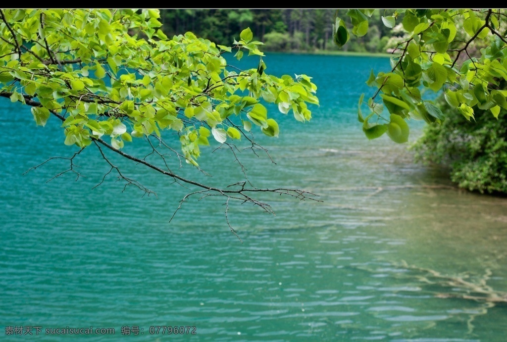 山水风光 湖泊 碧波 绿树 树叶 湖底树影 自然风景 自然景观
