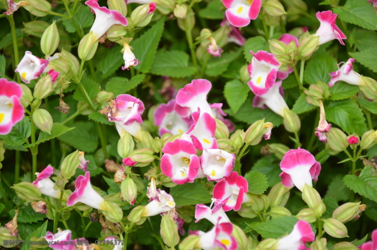 夏堇 花卉 蓝猪耳 花公草 顶生 紫红色 黄斑点 花卉系列 花草 生物世界