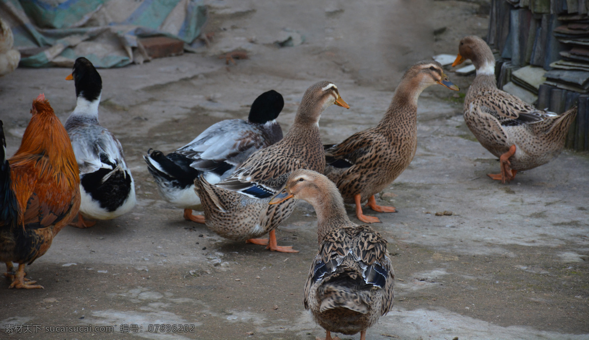 土鸭 鸭子 鸭 散养鸭 鸭子戏水 野鸭戏水 水边的鸭子 家鸭 水鸭 湖边的鸭子 家禽家畜 放养鸭子 池塘鸭子 摄影图库 生物世界