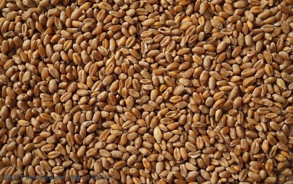 麦粒图片 麦粒 食物 粮食 背景素材 食物素材 节约粮食