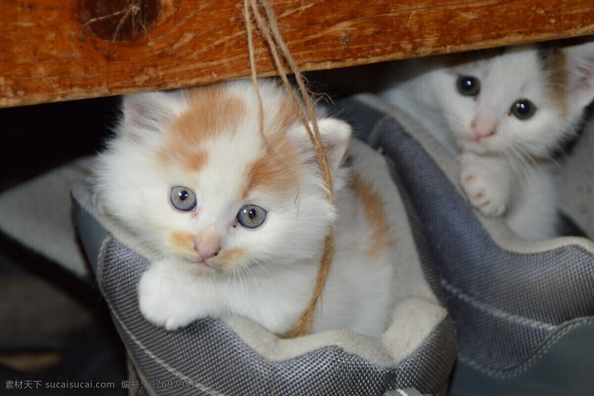 猫 喵星人 家猫 小猫 花猫 宠物 白猫 动物 生物世界 家禽家畜