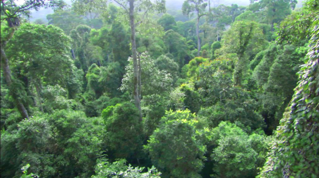 绿色 森林 视频 绿色森林 绿树 视频背景 视频素材 森林视频 实拍视频