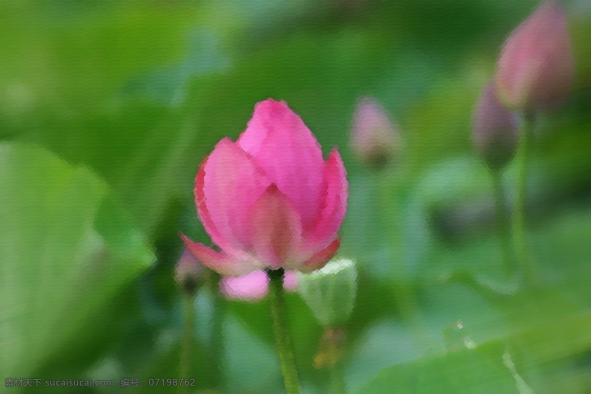 荷花 蓮花 苫 绿色
