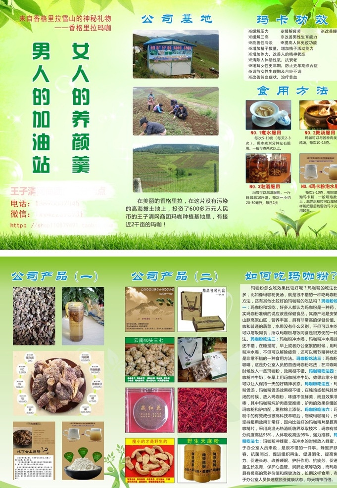 玛卡dm单 玛卡宣传单 绿色背景 玛卡 玛咖 玛咖功效 玛咖食用方法 dm单设计 dm宣传单