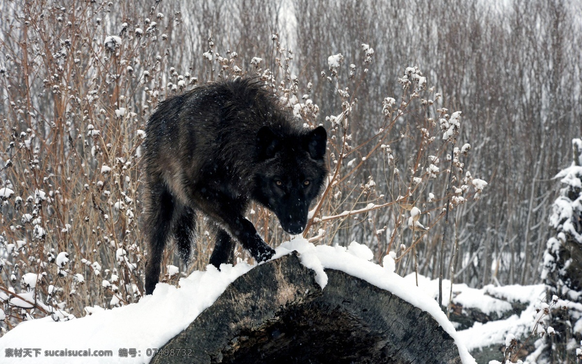 野狼 濒危野生动物 有益野生动物 珍惜动物 稀有 非人工驯养 野生动物 系列 二 生物世界