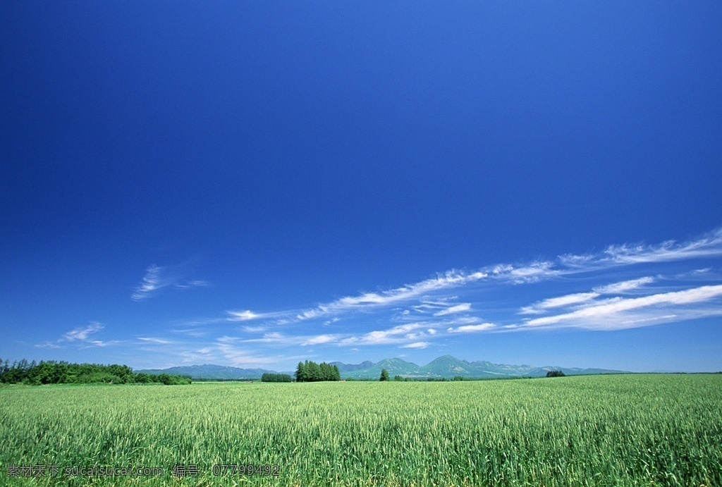 农作物 天空 云朵 云层风景 白云 天空云海风景 蓝天 美丽风景 自然美景 风景摄影 蓝天白云 风景 云彩 晴空 各种天空 素材背景 自然景观 自然风景 天空素材