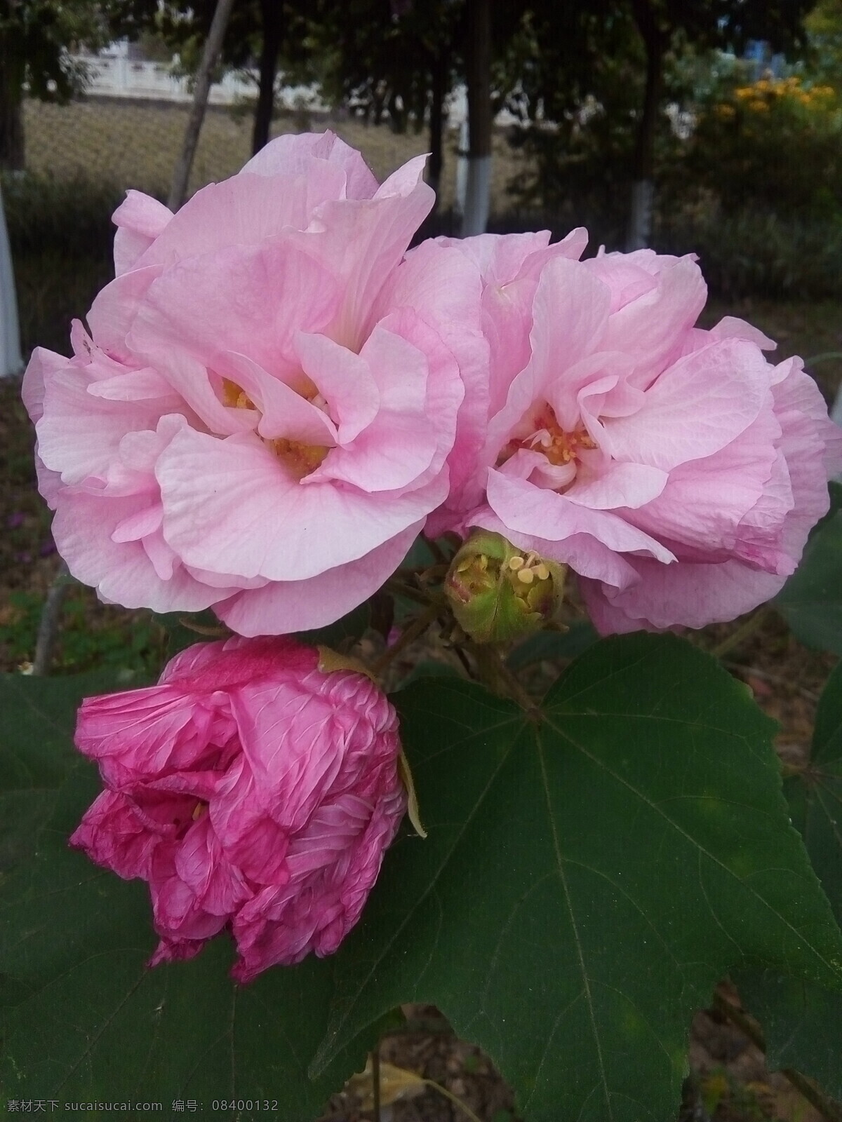 木芙蓉 芙蓉 三变花 芙蓉花 拒霜花 木莲 地芙蓉 华木 生物世界 花草