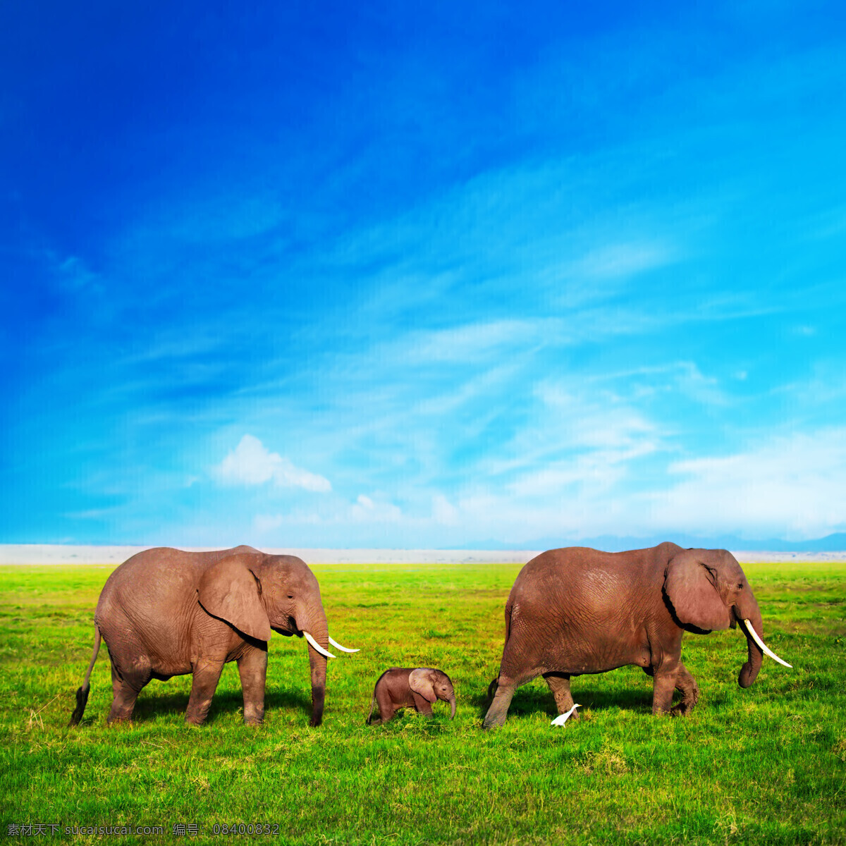 高清 一家 三口 大象 象 小象 母象 幸福一家象 碧草蓝天