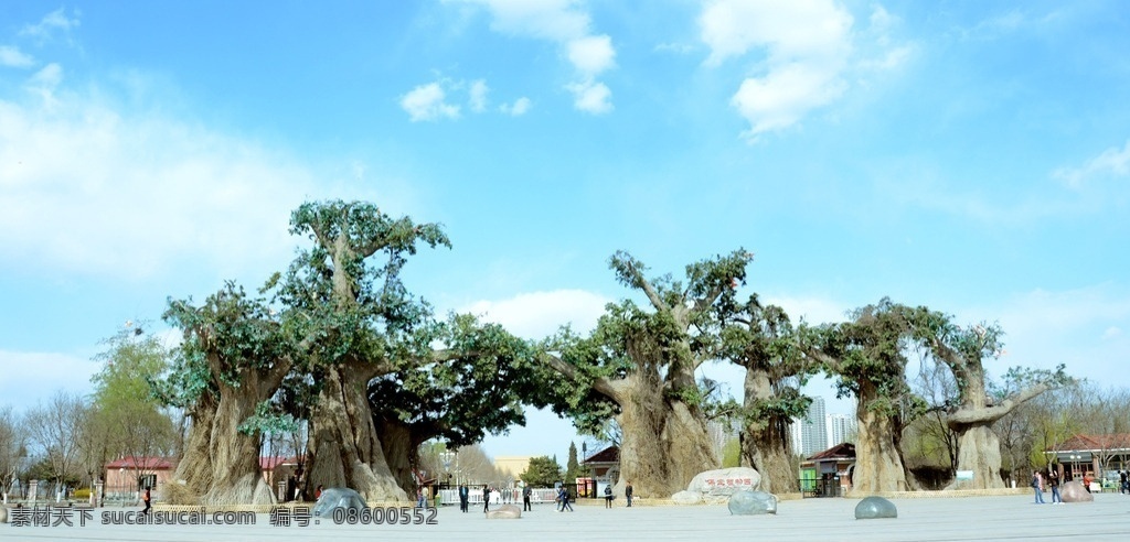 保定市 植物园 门口 旅游景点 大树 原创照片 生物世界 树木树叶