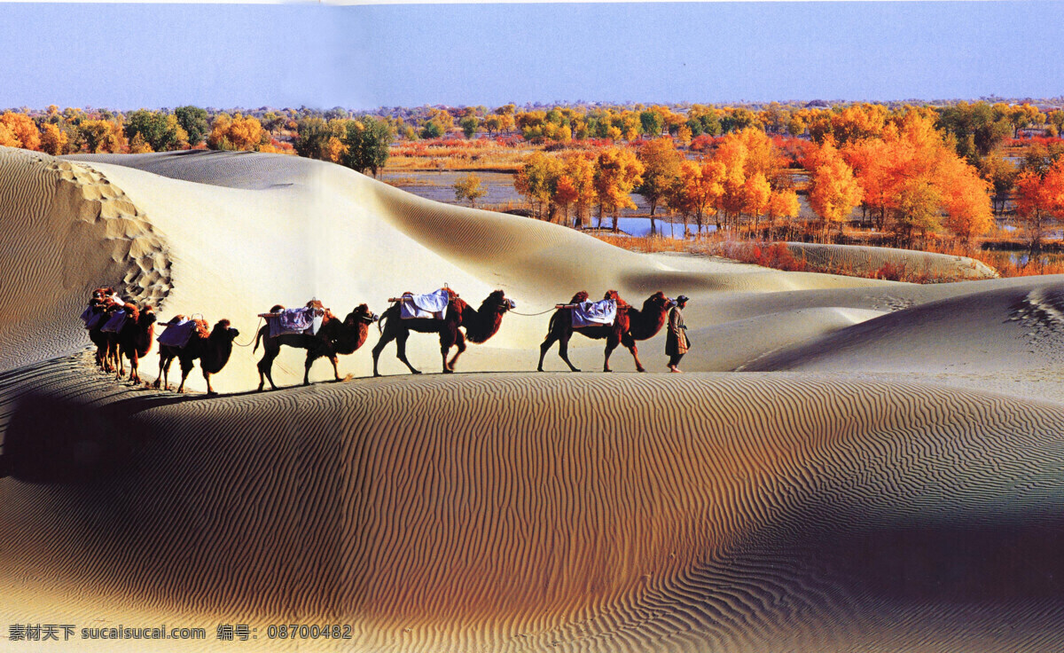 丝稠之路 驼队 胡杨 自然景观 田园风光 摄影图库