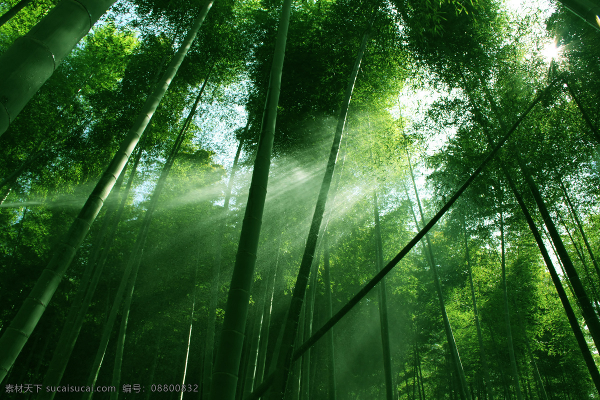 透过 树林 阳光 树 植物 绿色 光线 山水风景 风景图片