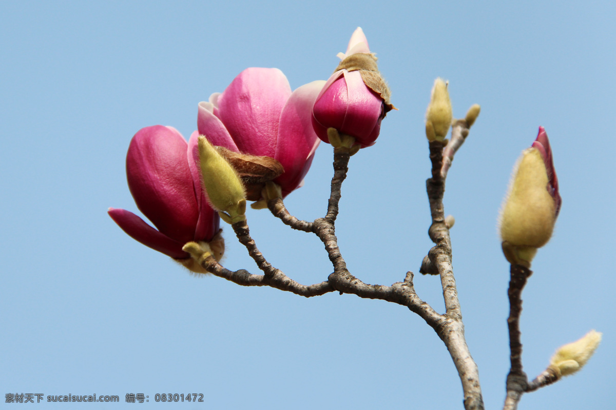 紫玉兰 木兰 辛夷 木笔 望春 小花 生物世界 花草