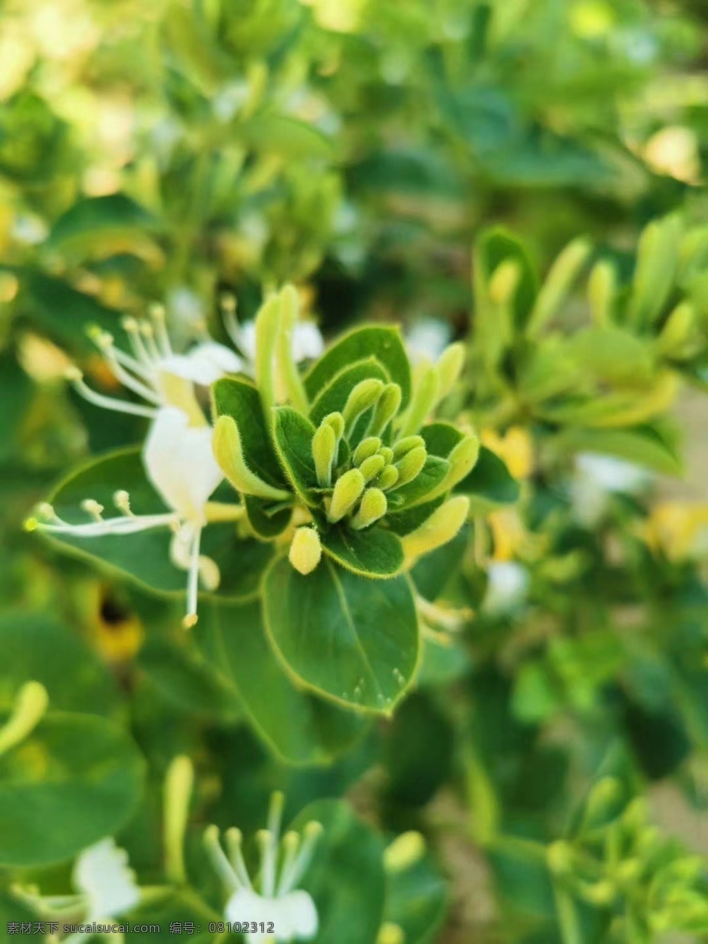 金银花朵 中药 中药材 药材 中草药 中医 金银花茶 金银花茶饮 养生保健茶 养生茶 生物世界 花草