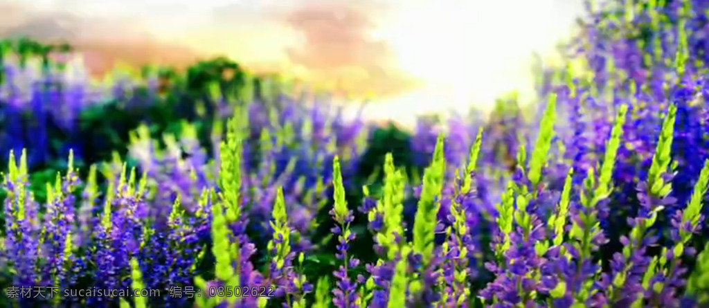 薰衣草 庄园 红酒 水果 美丽 阳光 高清 实拍 视频 高清实拍